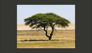Fotomurale - Etosha National Park, Namibia 200X154 cm Carta da Parato Erroi-2