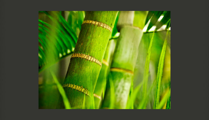 Fotomurale - Bambù - Dettaglio 200X154 cm Carta da Parato Erroi-2