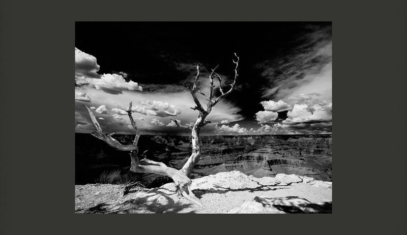 Fotomurale - Albero Sullo Sfondo Del Grand Canyon, Arizona 200X154 cm Carta da Parato Erroi-2