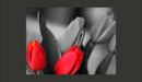 Fotomurale - Tulipani Rossi su Sfondo Bianco e Nero 200X154 cm Carta da Parato Erroi-2