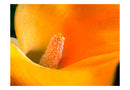 Carta da Parati Fotomurale - Yellow Calla Lily 200x154 cm Erroi-2