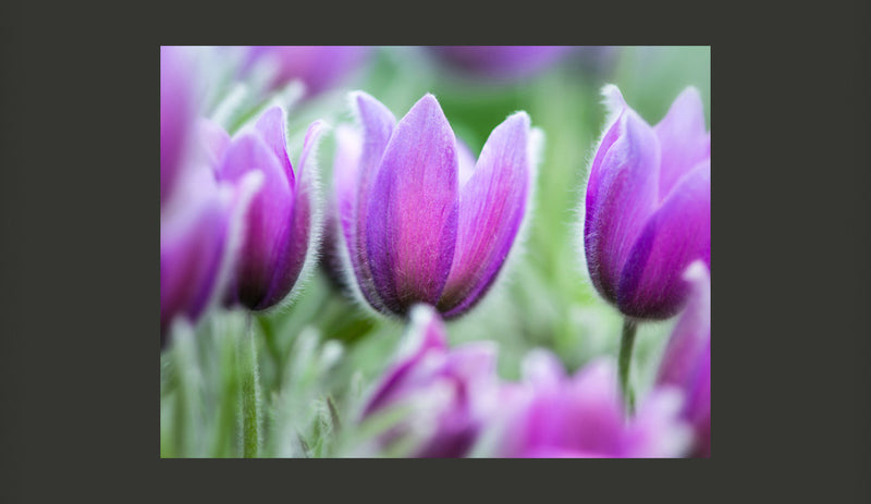 Fotomurale - Primaverili Tulipani Viola 200X154 cm Carta da Parato Erroi-2