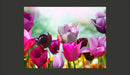 Fotomurale - Un Giardino a Primavera con Tulipani 200X154 cm Carta da Parato Erroi-2