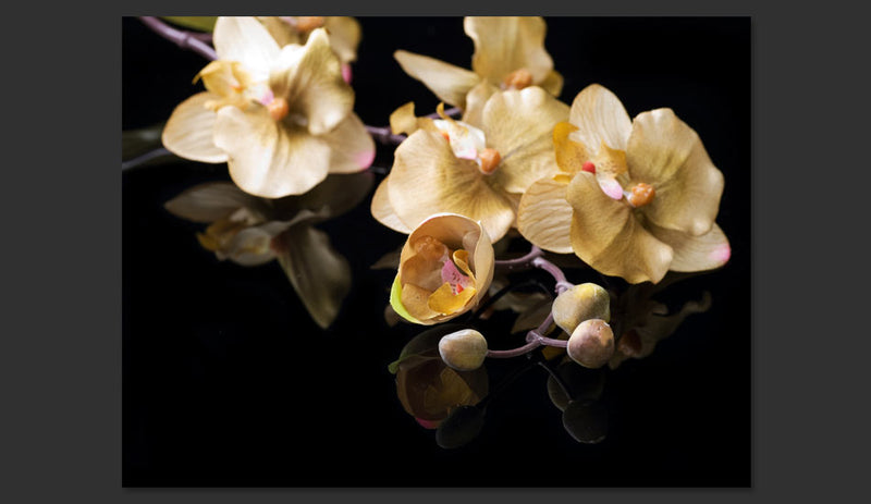 Fotomurale - Orchids in Ecru Color 200X154 cm Carta da Parato Erroi-2