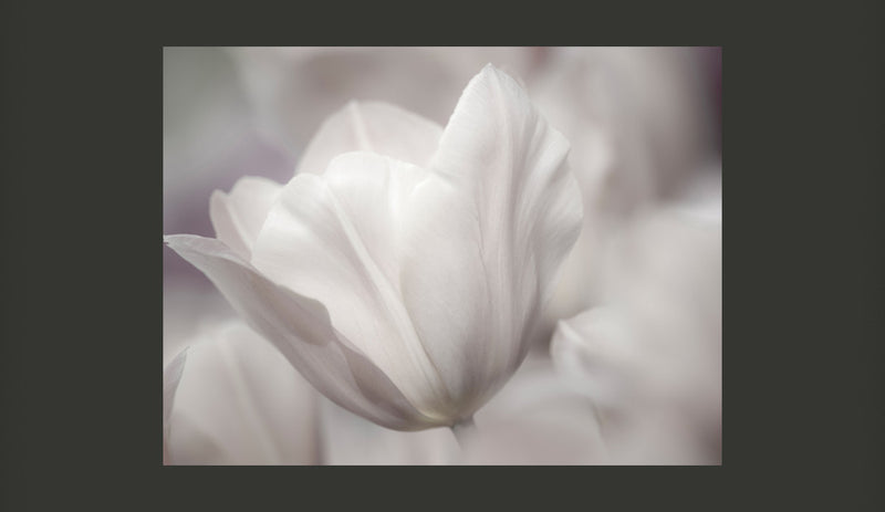 Fotomurale - Tulip - Black And White Photo 200X154 cm Carta da Parato Erroi-2