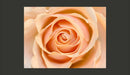 Fotomurale - Peach-Colored Rose 200X154 cm Carta da Parato Erroi-2