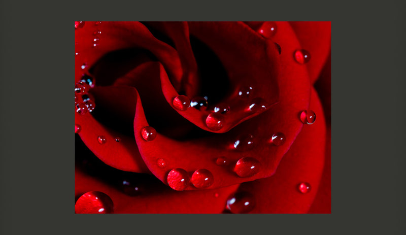 Fotomurale - Rosa Rossa e Gocce di Rugiada 200X154 cm Carta da Parato Erroi-2