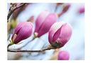Carta da Parati Fotomurale - Primavera - Magnolia 200x154 cm Erroi-2