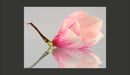 Fotomurale - Fiore di Magnolia Solitario 200X154 cm Carta da Parato Erroi-2
