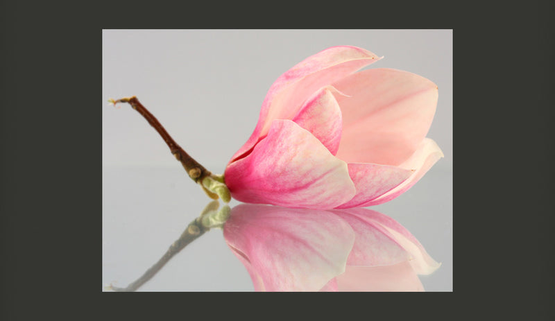 Fotomurale - Fiore di Magnolia Solitario 200X154 cm Carta da Parato Erroi-2