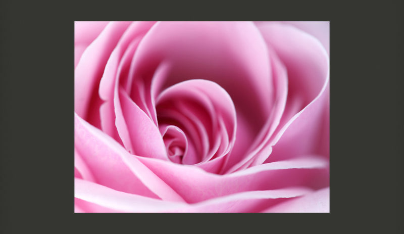 Fotomurale - Una Rosa, Rosa 200X154 cm Carta da Parato Erroi-2