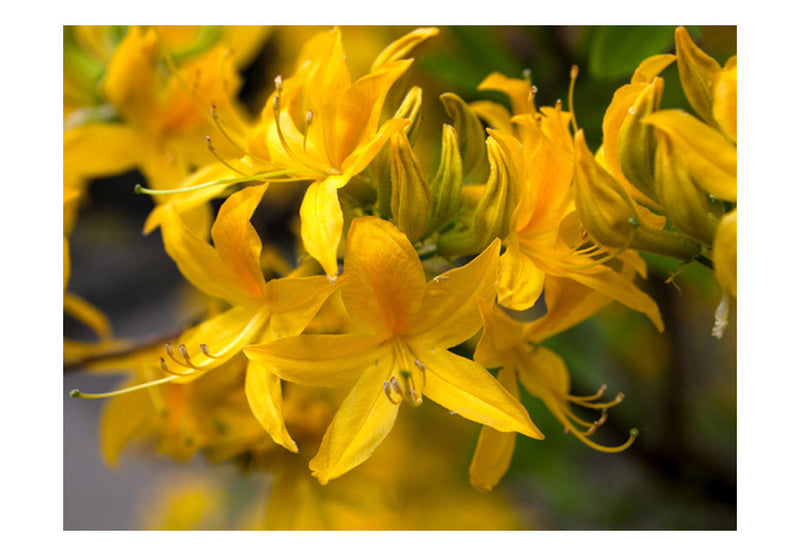 Carta da Parati Fotomurale - Close-Up Of Yellow Azalea 200x154 cm Erroi-2