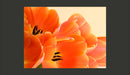 Fotomurale - Tulipani Arancioni 200X154 cm Carta da Parato Erroi-2