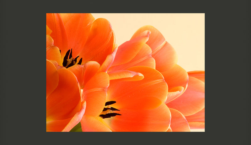 Fotomurale - Tulipani Arancioni 200X154 cm Carta da Parato Erroi-2