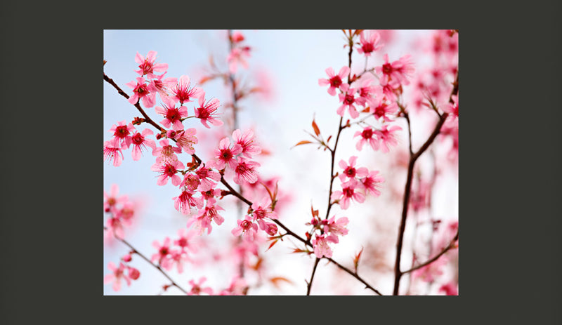 Fotomurale - Simboli Del Giappone: Fiori di Sakura 200X154 cm Carta da Parato Erroi-2