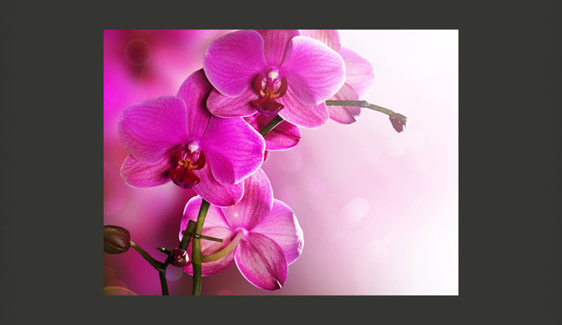 Fotomurale - Un'Orchidea Rosa 200X154 cm Carta da Parato Erroi-2