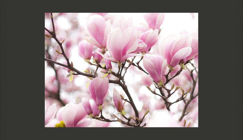 Fotomurale - Rami di Magnolia in Fiore 200X154 cm Carta da Parato Erroi-2