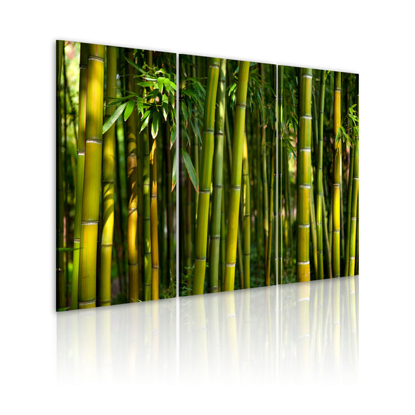 Quadro - Bambu' E Il Verde Erroi acquista