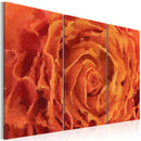 Quadro - Rose di Tonalità Arancio - Trittico 60x40cm Erroi-1