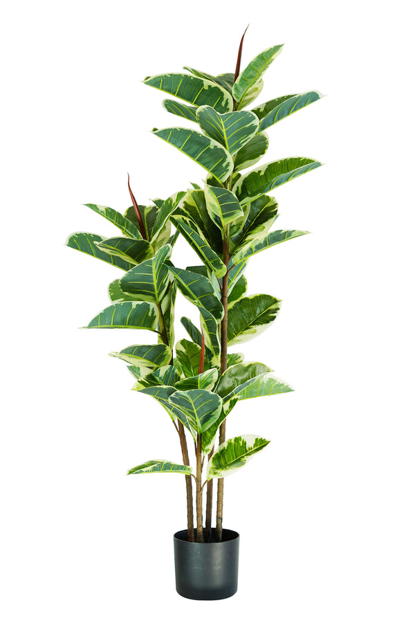 Pianta Artificiale Ficus Elastica H145 cm con Vaso Verde acquista