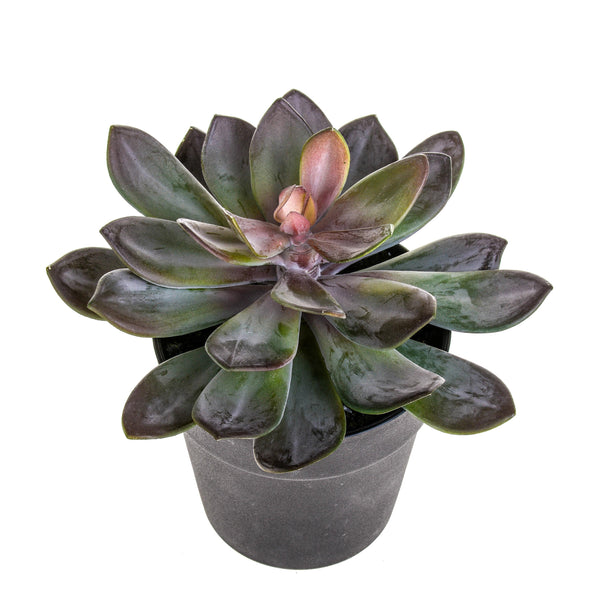 Pianta Artificiale Succulent con Vaso H 20 cm prezzo