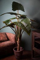 Colocasia Esculenta H 165 cm -2