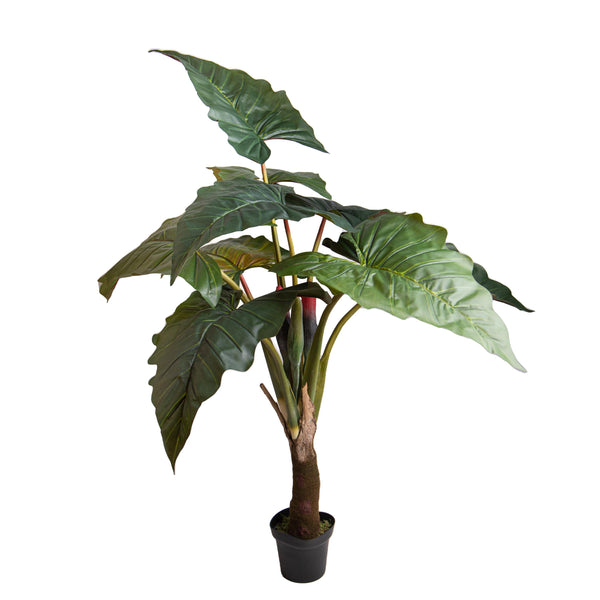 acquista Colocasia Esculenta H 165 cm