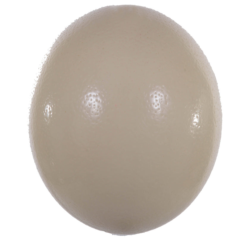 Uovo di Struzzo Naturale H 15 cm-1